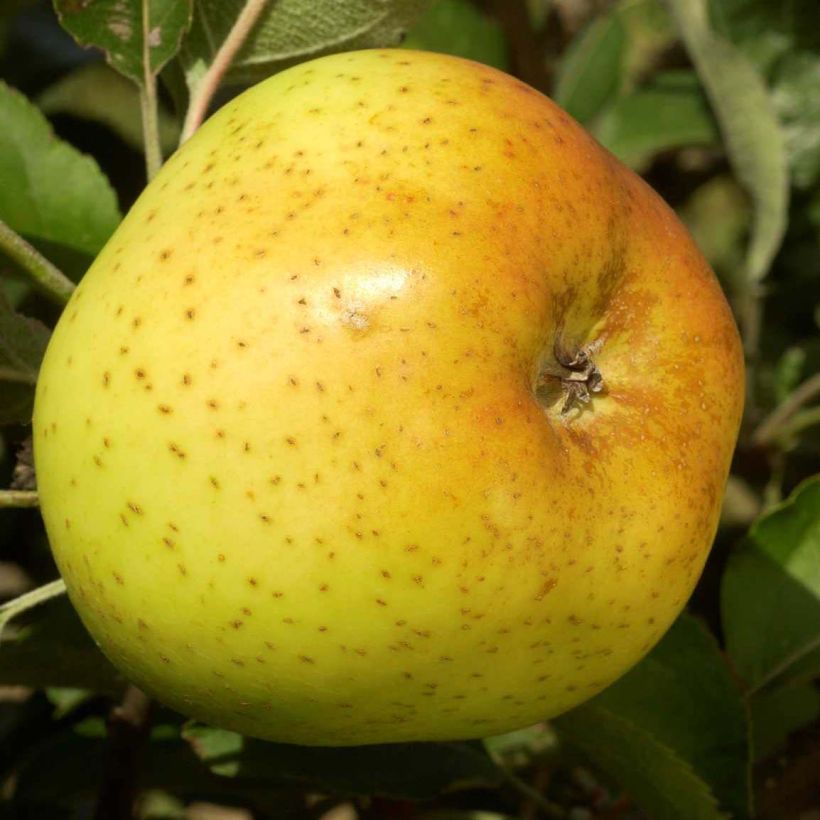 Apfelbaum Reinette Clochard - Malus domestica (Ernte)