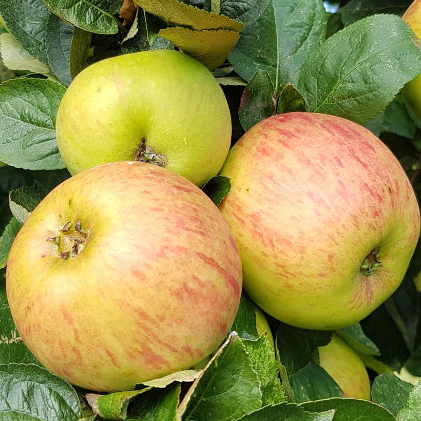 Apfelbaum Reinette De France - Malus domestica (Ernte)