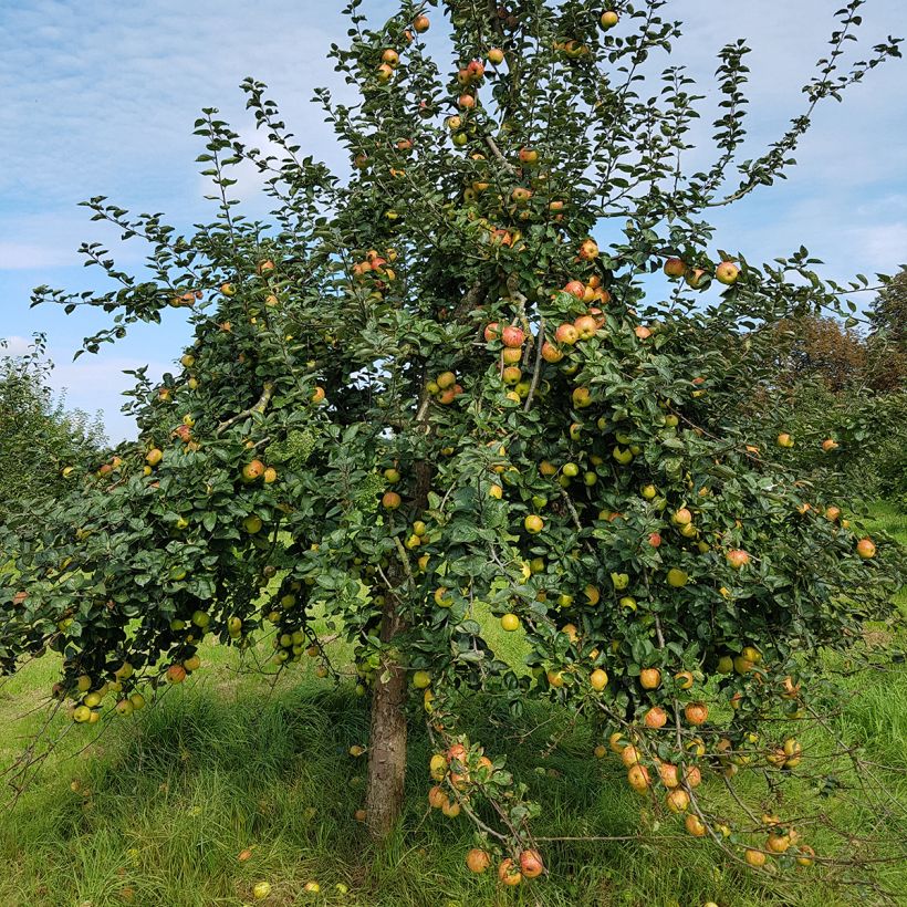 Apfelbaum Reinette De France - Malus domestica (Hafen)