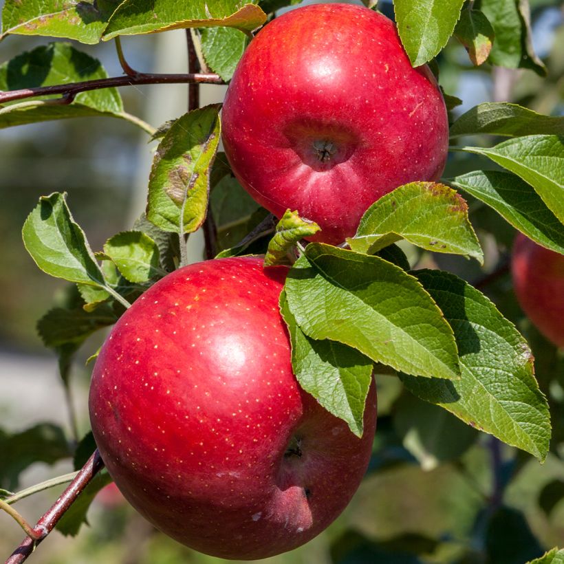 Apfelbaum Reinette Etoilée - Malus domestica (Ernte)