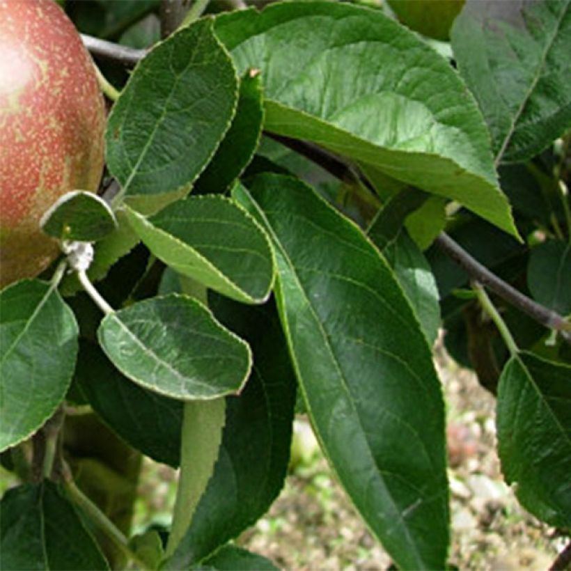 Apfelbaum Reinette d'Armorique - Malus domestica (Laub)