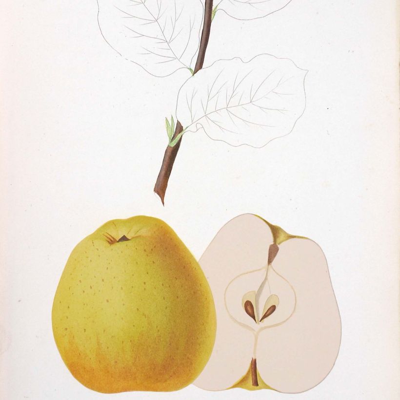 Apfelbaum Reinette de Brive - Malus domestica (Ernte)