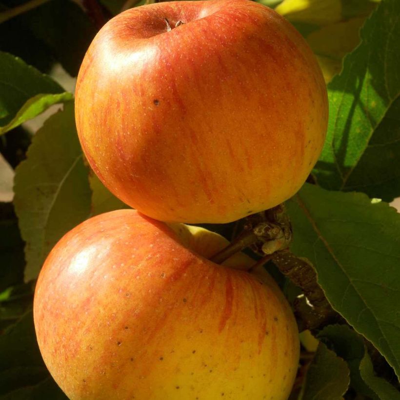 Apfelbaum Reinette de Caux - Malus domestica (Ernte)