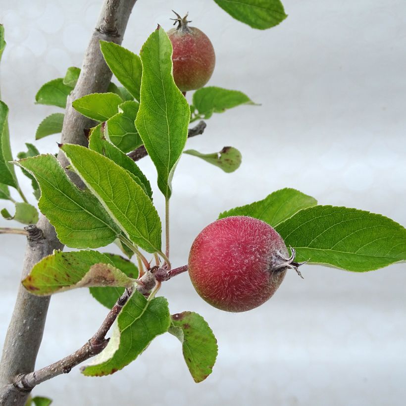 Apfelbaum Royal Gala - Malus domestica (Laub)