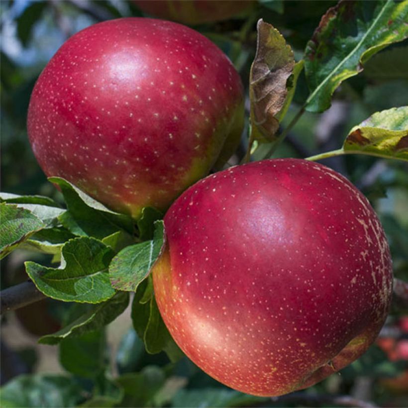 Apfelbaum Summerred - Malus domestica (Ernte)