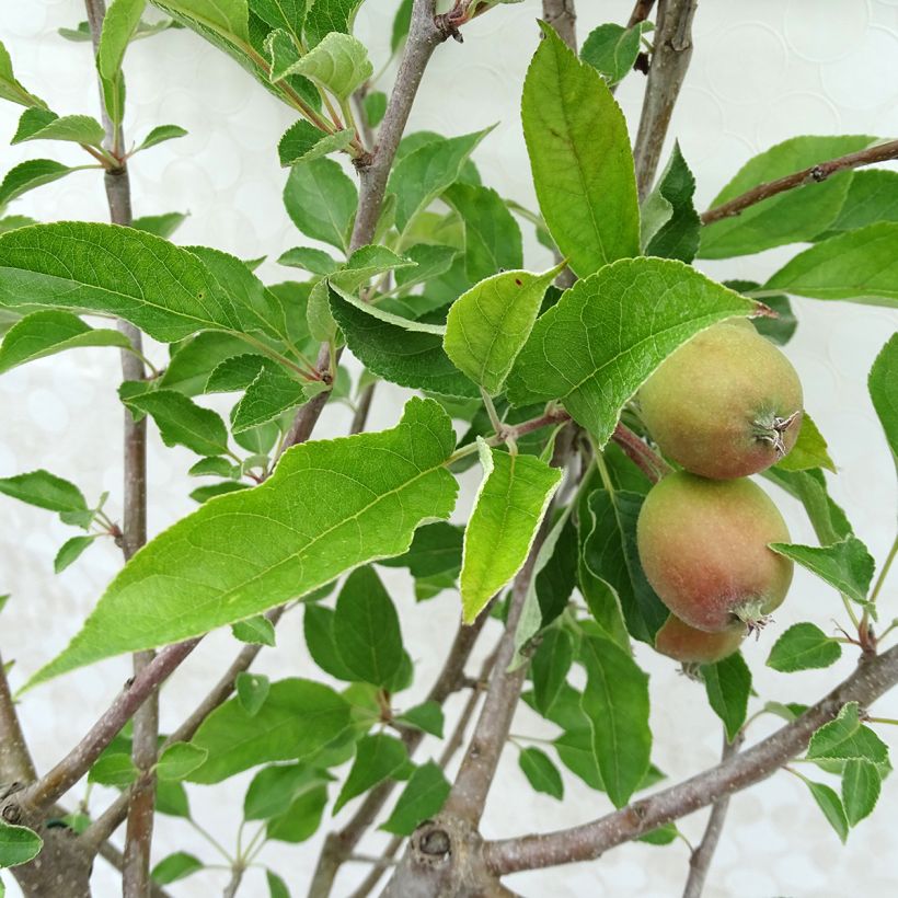 Apfelbaum Tentation - Malus domestica (Laub)