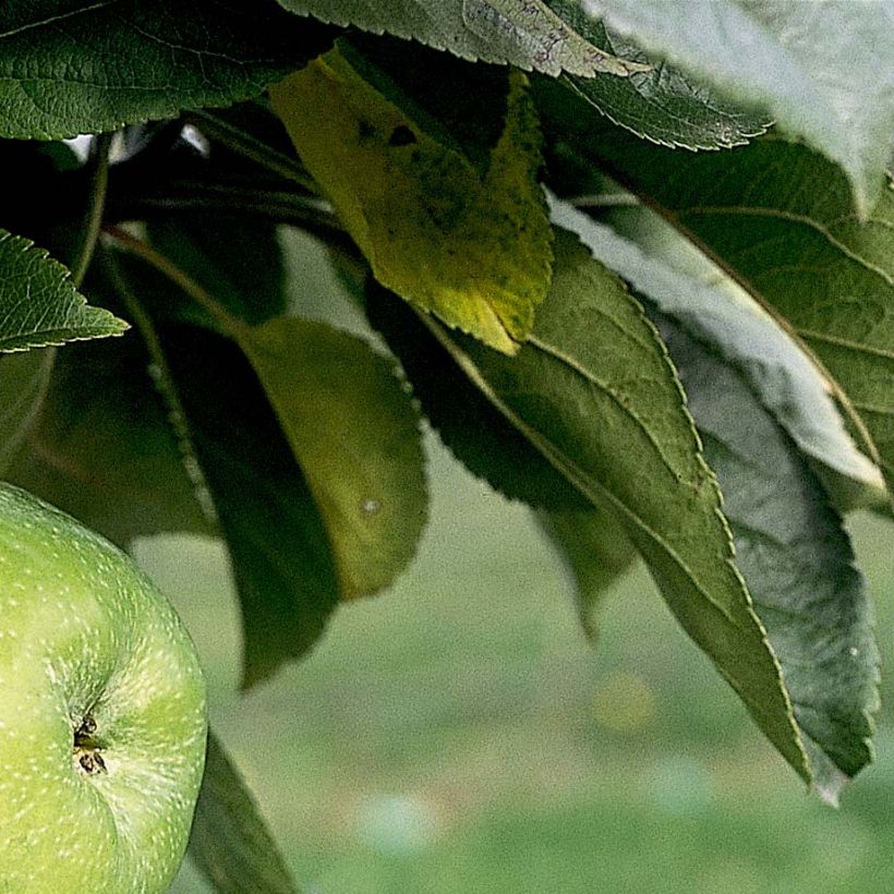 Säulenapfel Amboise Delcogra - Malus domestica (Laub)