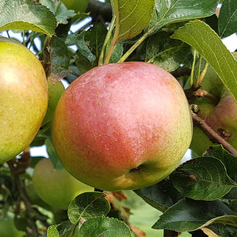 Säulenapfel Azay-Le-Rideau - Malus domestica (Ernte)