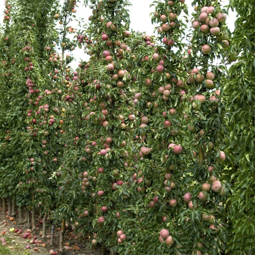 Säulenapfel Azay-Le-Rideau - Malus domestica (Hafen)