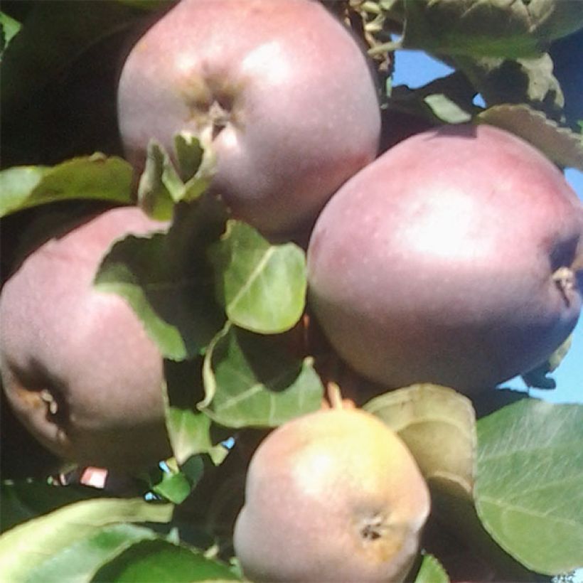 Säulenapfel Ballerina Polka - Malus domestica (Ernte)