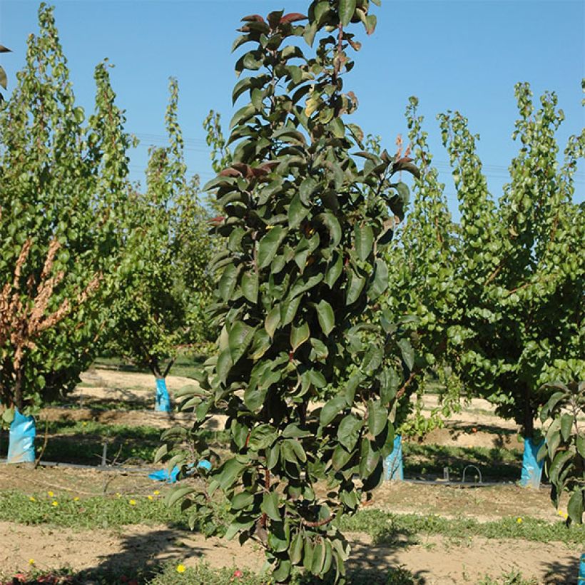 Säulenapfel Ballerina Maypole - Malus domestica (Hafen)