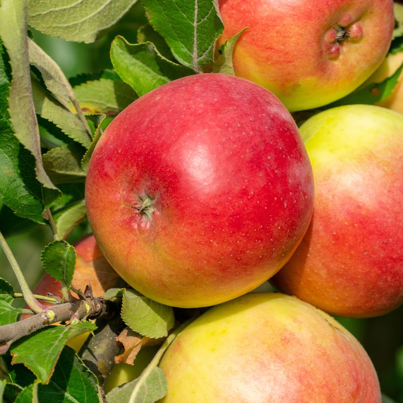 Säulenapfel Chenonceau delcoga - Malus domestica (Ernte)