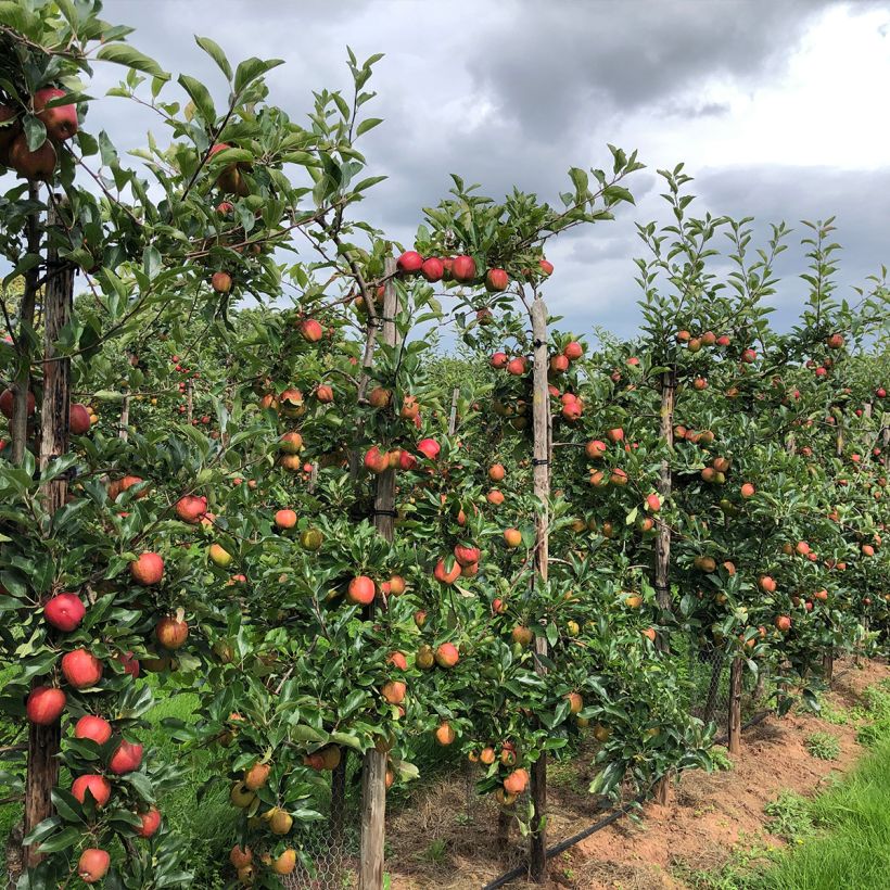 Säulenapfel Chenonceau delcoga - Malus domestica (Hafen)