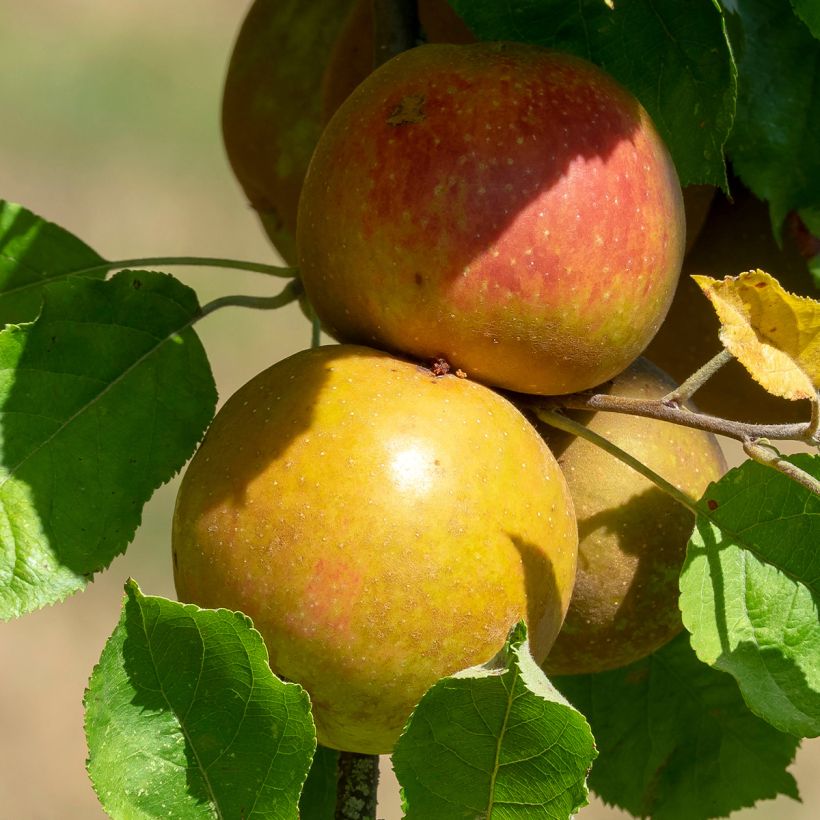 Säulenapfel Cheverny delcolin - Malus domestica (Ernte)