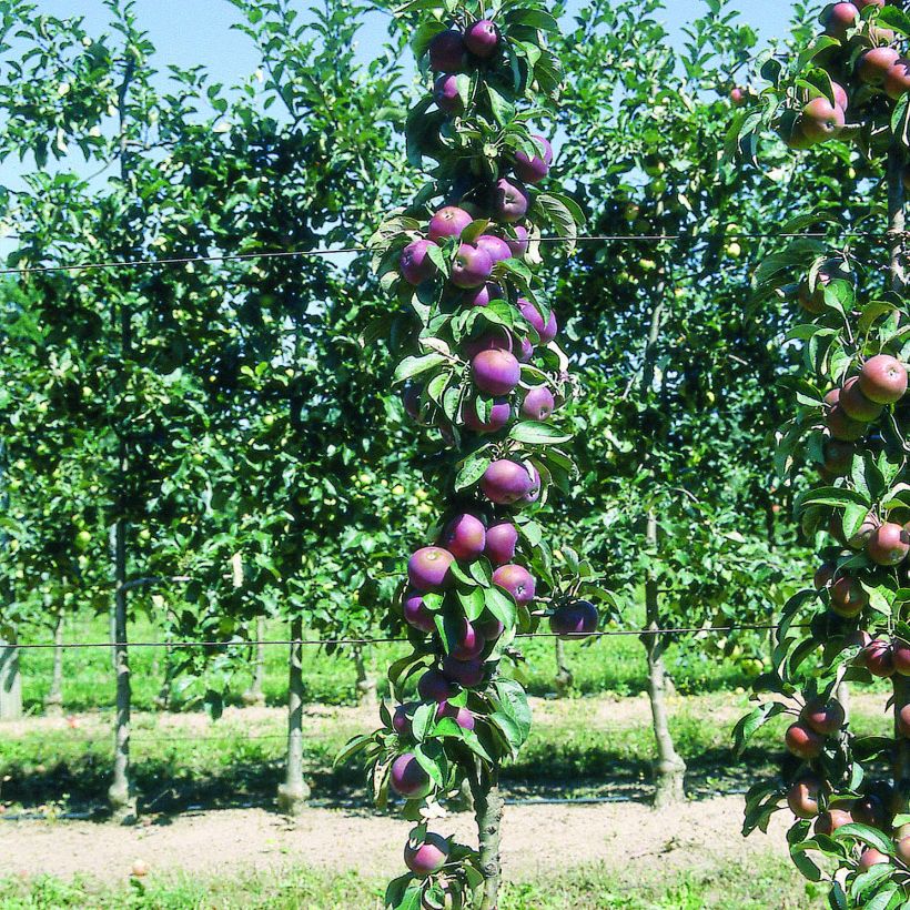 Säulenapfel Chinon Delcoblu - Malus domestica (Hafen)