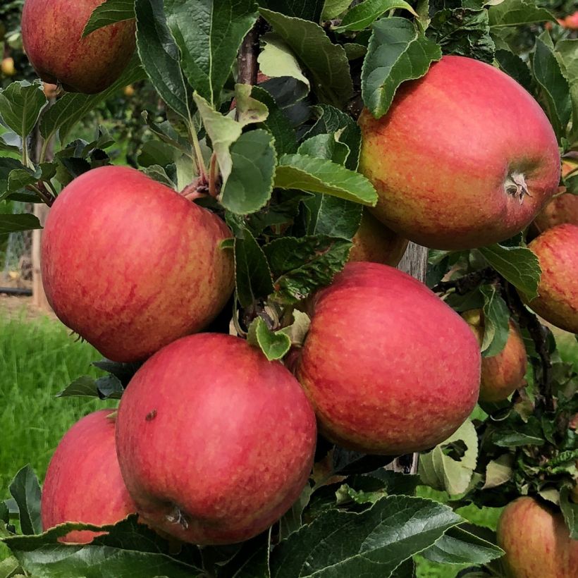 Säulenapfel Courson delfloden - Malus domestica (Ernte)