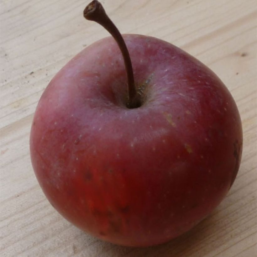 Apfelbaum Pomfital - Malus domestica (Ernte)