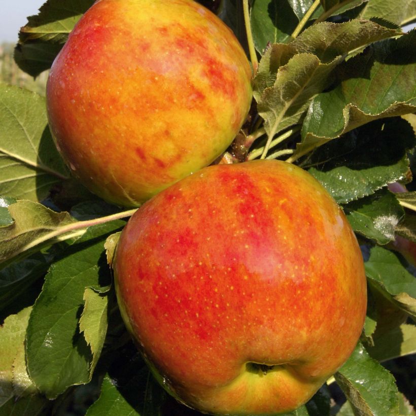 Säulenapfel Ballerina Bolero - Malus domestica (Ernte)