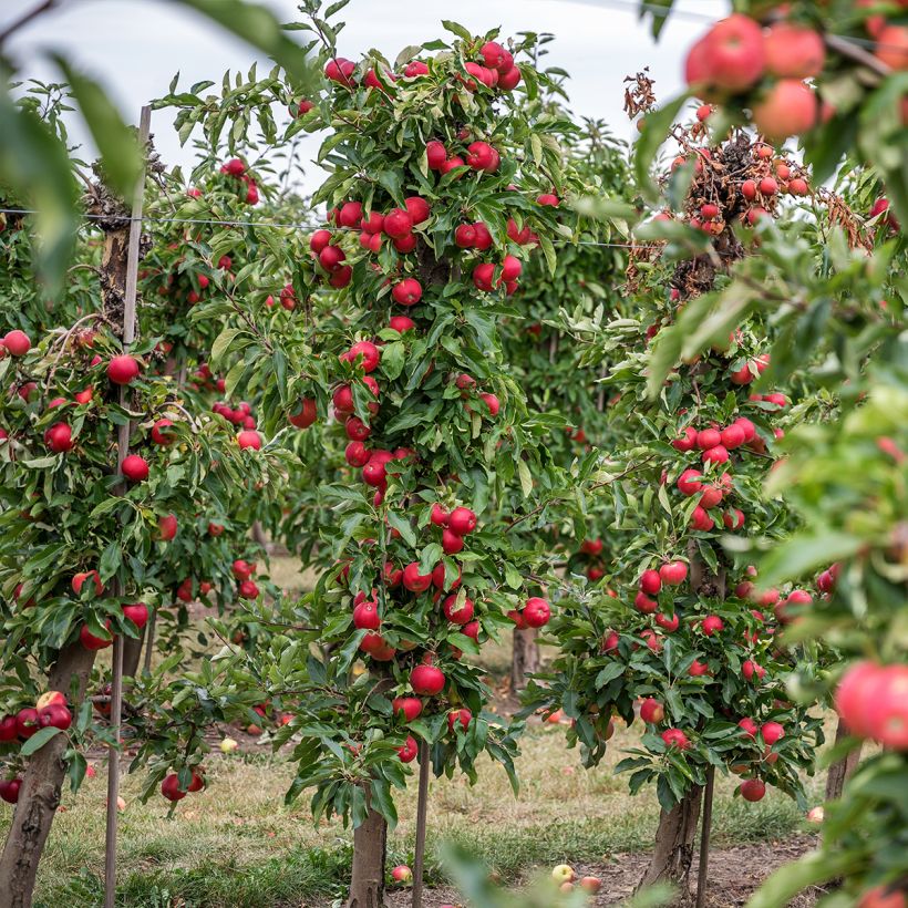 Säulenapfel Vaux Le Vicomte delcosu - Malus domestica (Hafen)