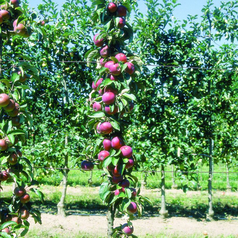 Säulenapfel Villandry Delcoti - Malus domestica (Hafen)