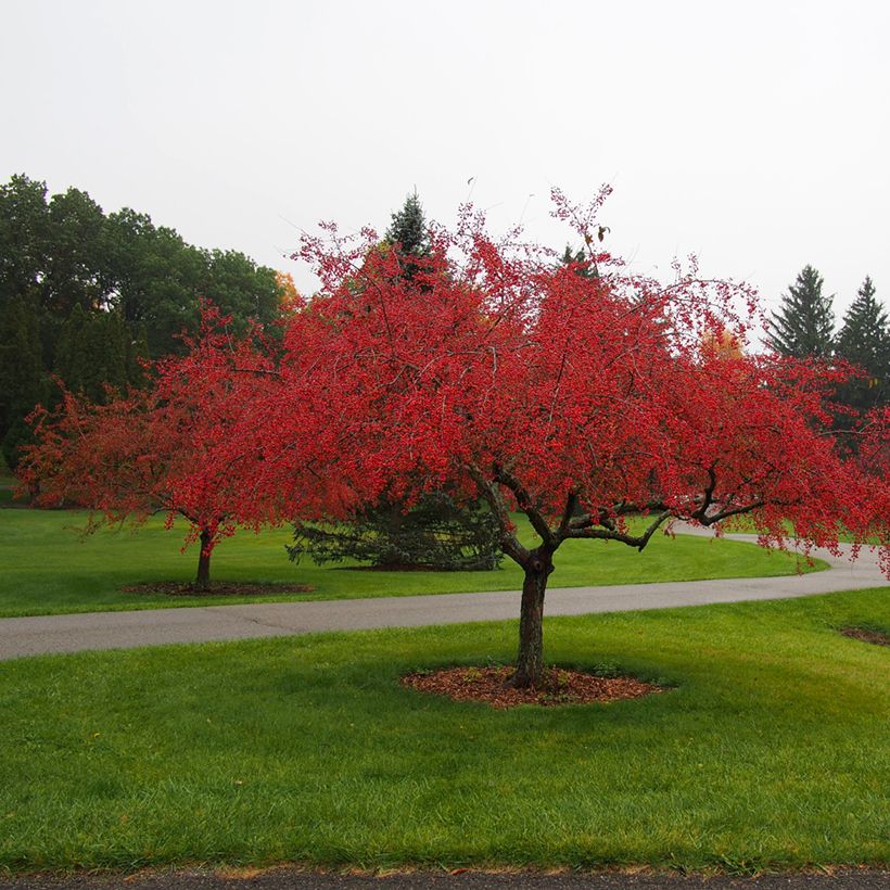 Zierapfel Indian Magic - Malus (Hafen)