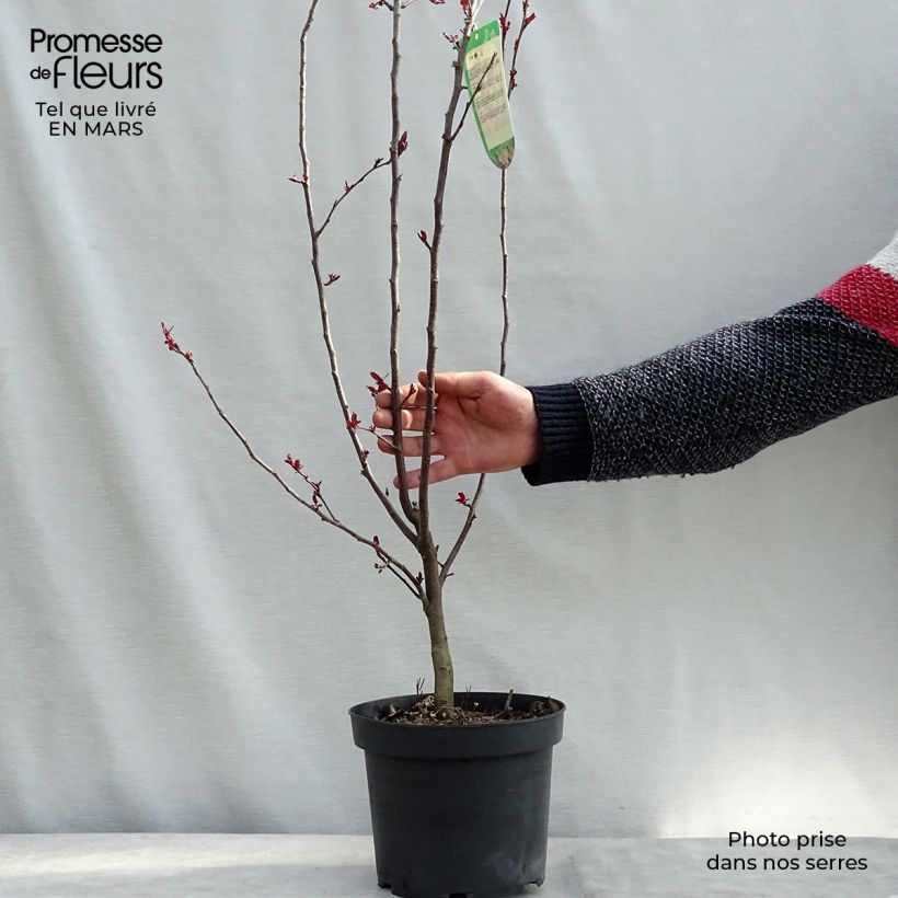 Exemplar von Pommier d'ornement - Malus Liset Pot de 7.5L/10/ wie im Winter geliefert