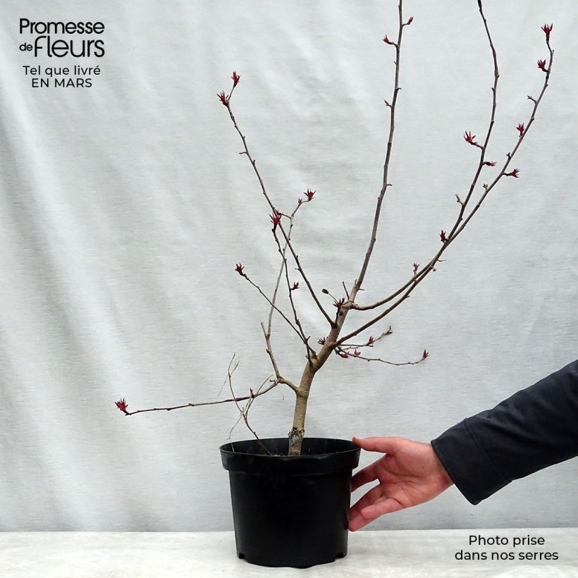 Exemplar von Pommier d'ornement - Malus Rudolph Pot de 4L/5L wie im Winter geliefert