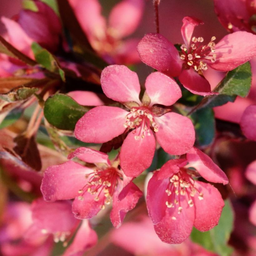 Zierapfel Freja - Malus toringo (Blüte)