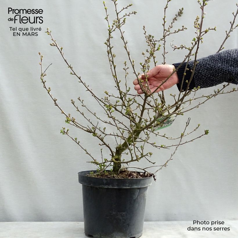 Exemplar von Pommier d'ornement - Malus toringo Tina Pot de 7,5L/10L wie im Winter geliefert