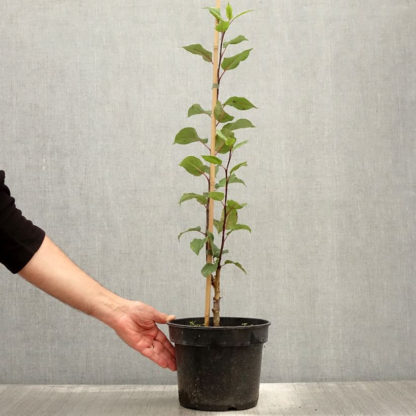 Exemplar von Zwerg-Zierapfel - Malus micromalus Topf mit 4L/5LGelieferte Höhe ca. 80/100cm wie im Herbst geliefert