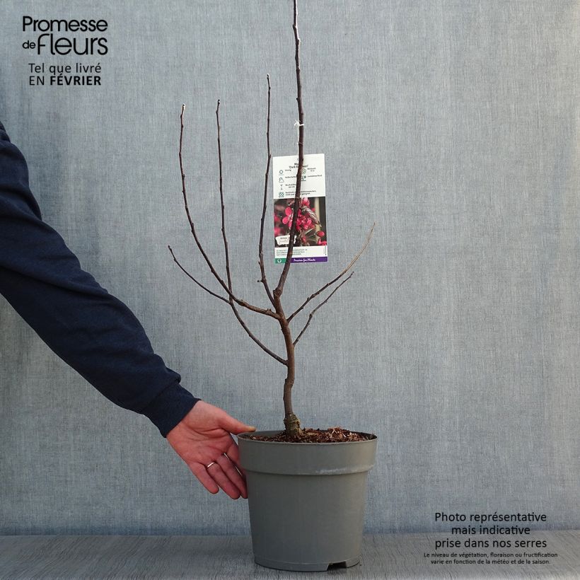 Exemplar von Pommier d'ornement - Malus Dark Rosaleen Pot de 6L wie im Winter geliefert