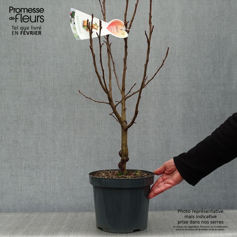 Exemplar von Pommier d'ornement - Malus Golden Hornet en pot de 4/5L wie im Winter geliefert