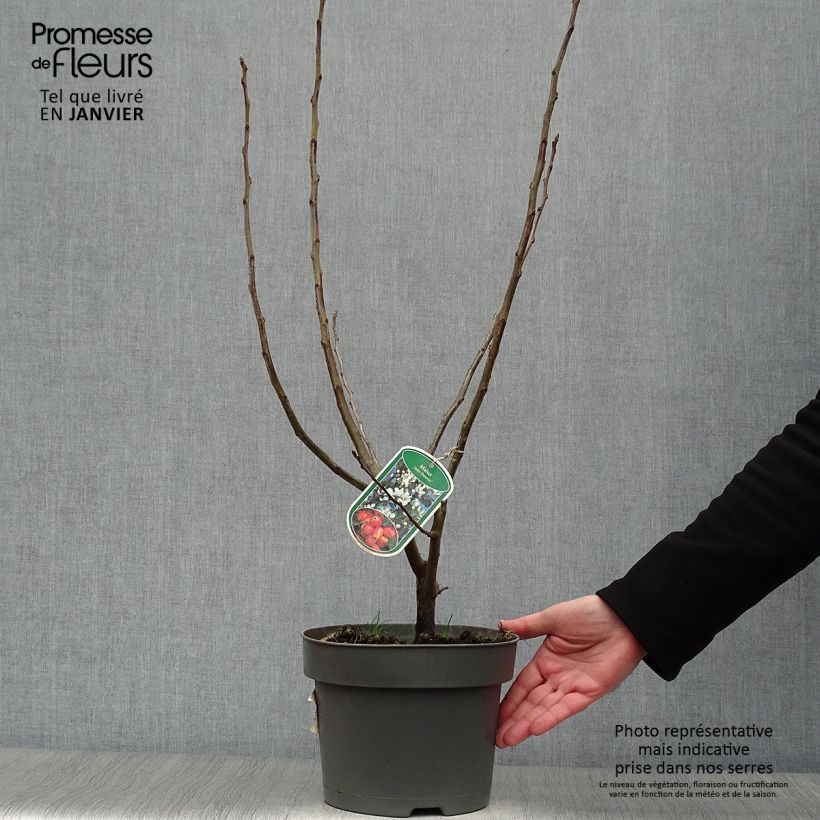 Exemplar von Pommier d'ornement - Malus John Downie en pot de 4L/5L wie im Winter geliefert