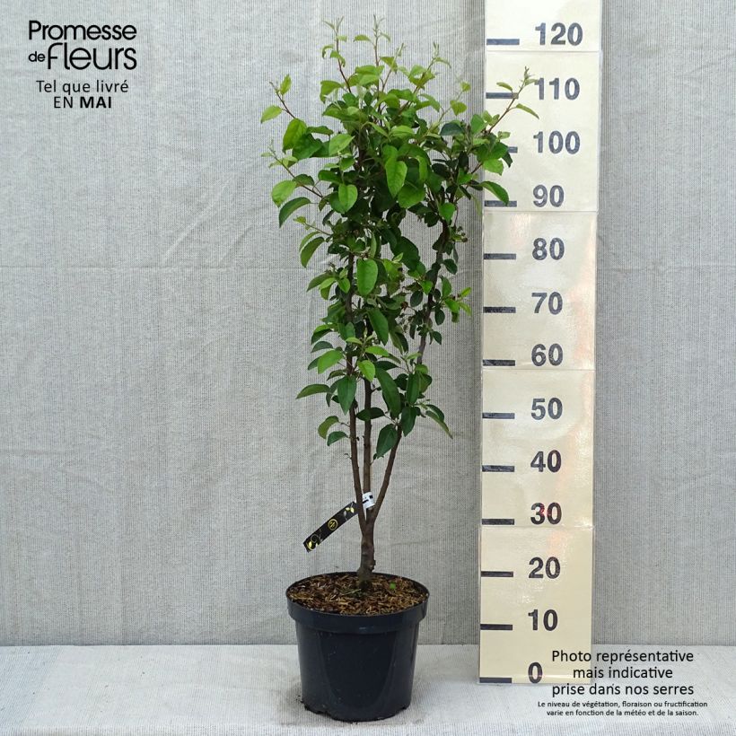 Exemplar von Zierapfel Evereste 'Perpetu' - Malus Topf mit 7,5L/10LGelieferte Höhe ca. 60/80cm wie im Frühjahr geliefert