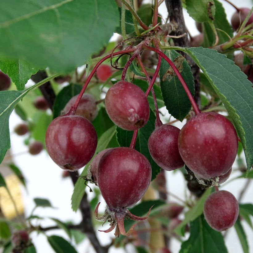 Zierapfel Red Obelisk - Malus (Ernte)