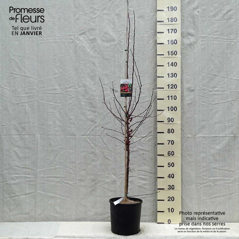 Exemplar von Pommier d'ornement - Malus Sugar Tyme Pot de 12L/15L wie im Winter geliefert