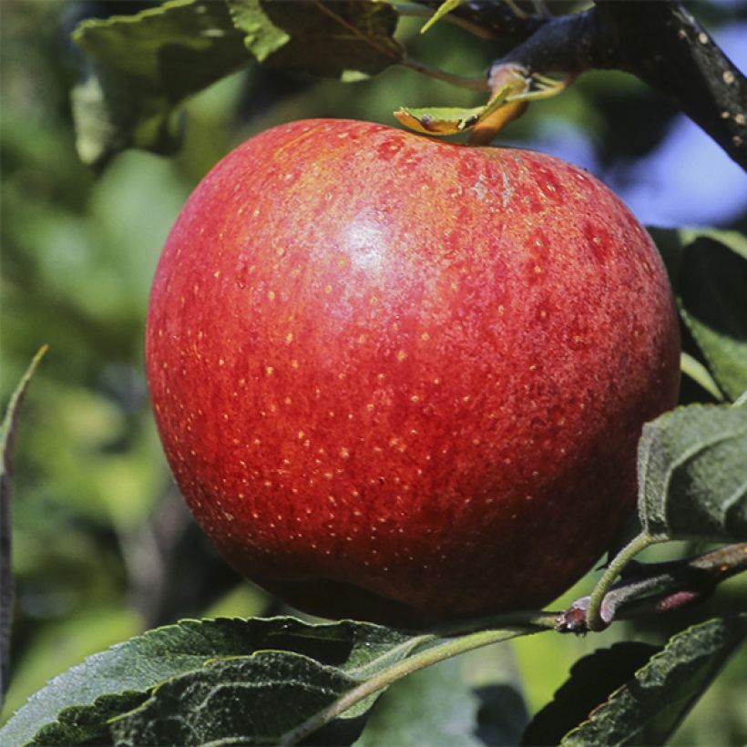 Apfelbaum Royal Gala - Malus domestica (Ernte)