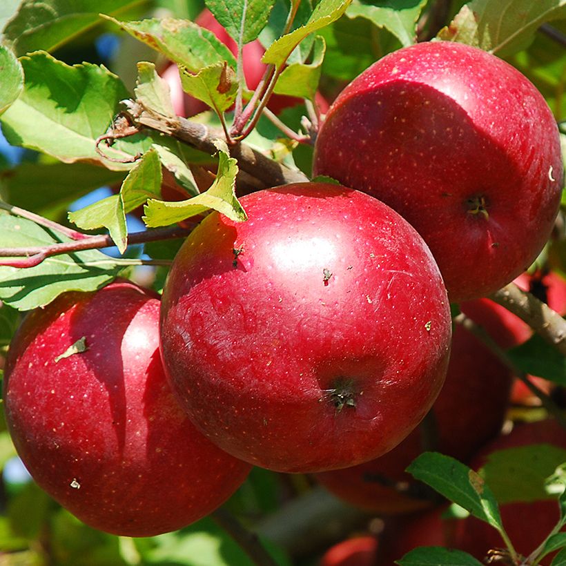 Zwergapfelbaum Fruit Me Apple Me Red Gala - Malus domestica (Ernte)