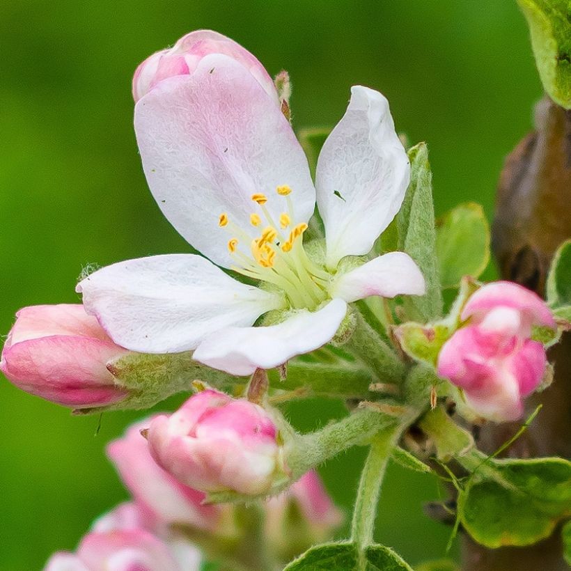 Zwergapfelbaum Fruit Me Apple Me Elstar - Malus domestica (Blüte)