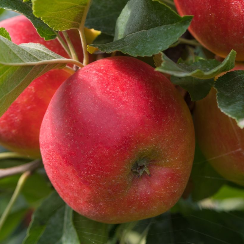 Zwergapfelbaum Fruit Me Apple Me Elstar - Malus domestica (Ernte)