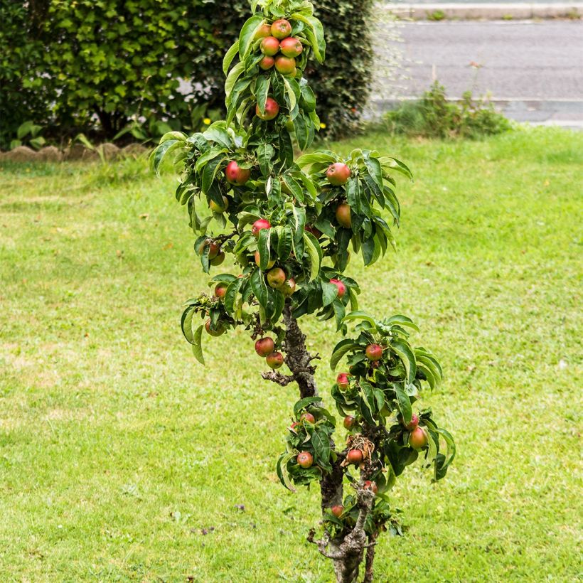 Zwergapfelbaum Fruit Me Apple Me Elstar - Malus domestica (Hafen)