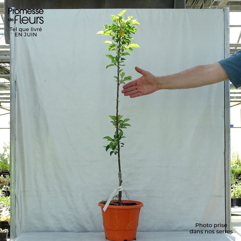 Exemplar von Zwergapfelbaum Garden Sun Red - Malus domestica wie im Sommer geliefert