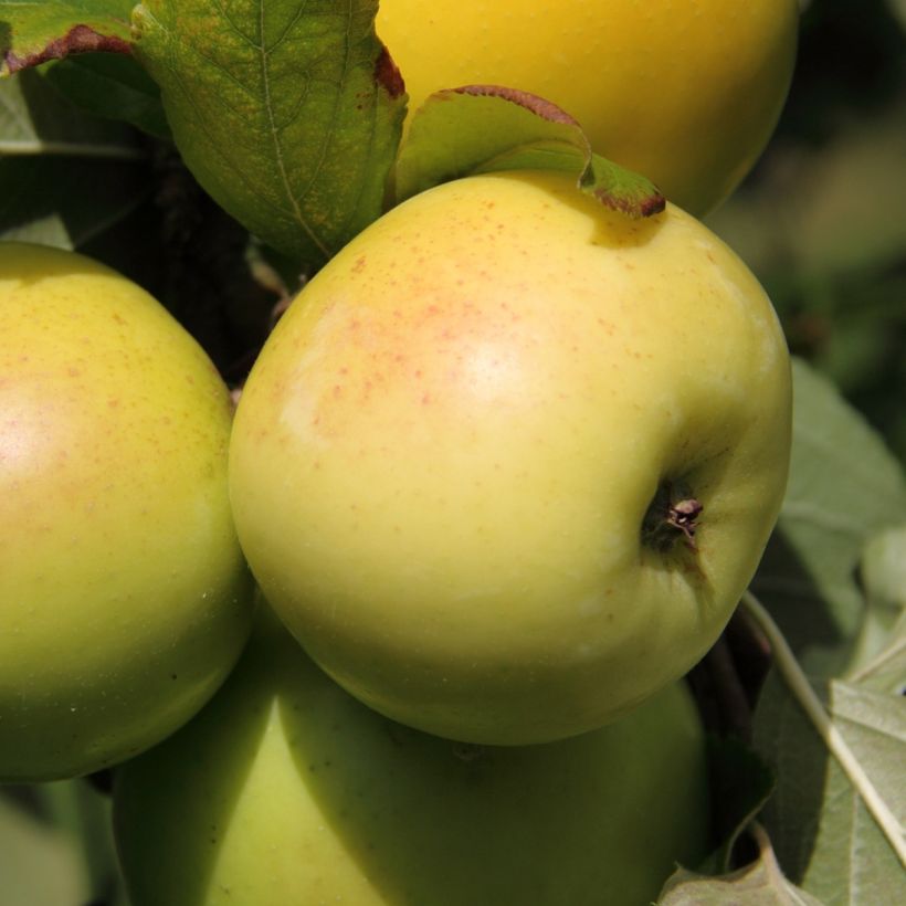 Zwergapfelbaum Fruit Me Apple Me Yellow Golden - Malus domestica (Ernte)