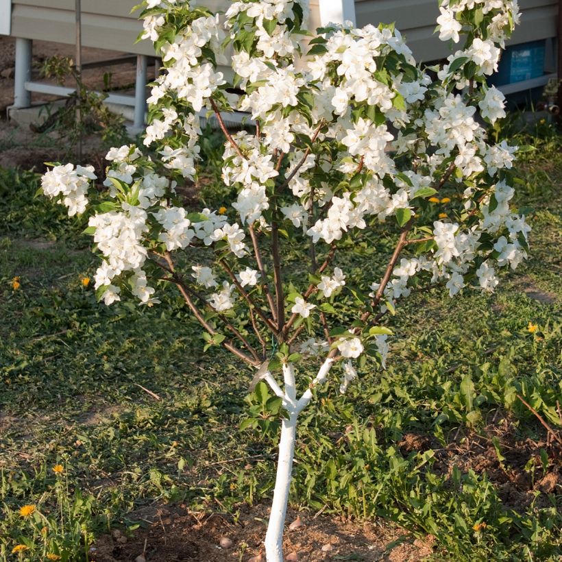 Zwergapfelbaum Fruit Me Apple Me Yellow Golden - Malus domestica (Hafen)