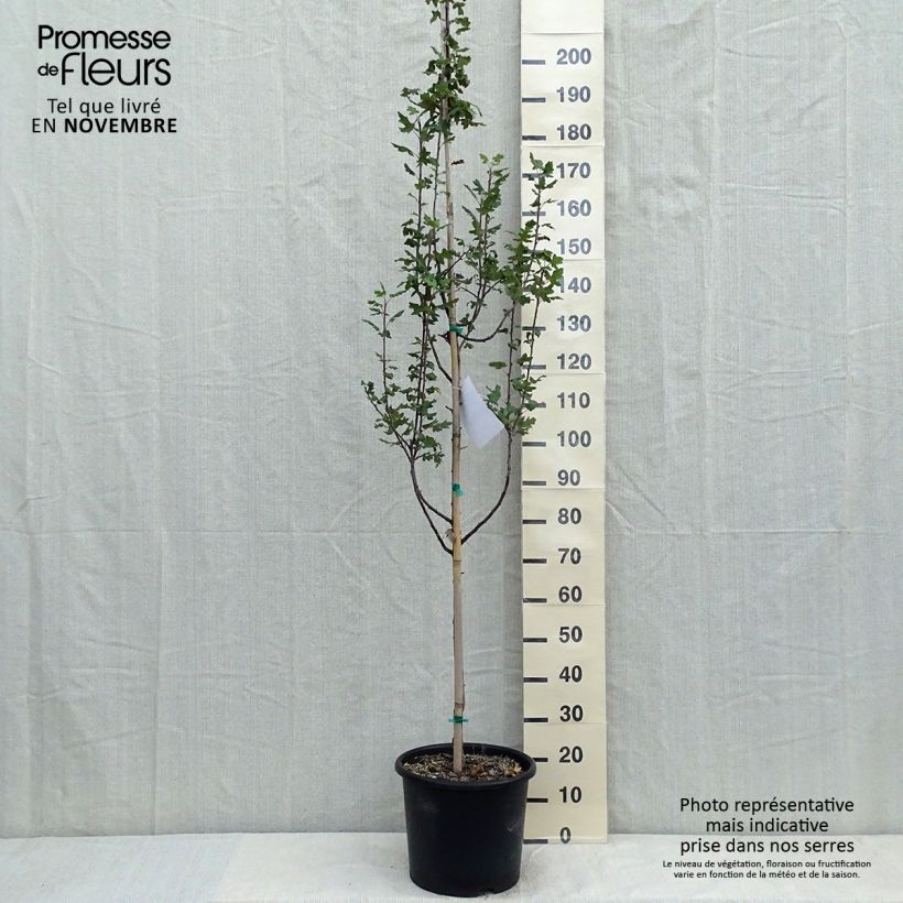 Exemplar von Pommier trilobé - Malus trilobata Pot de 12L/15L wie im Herbst geliefert