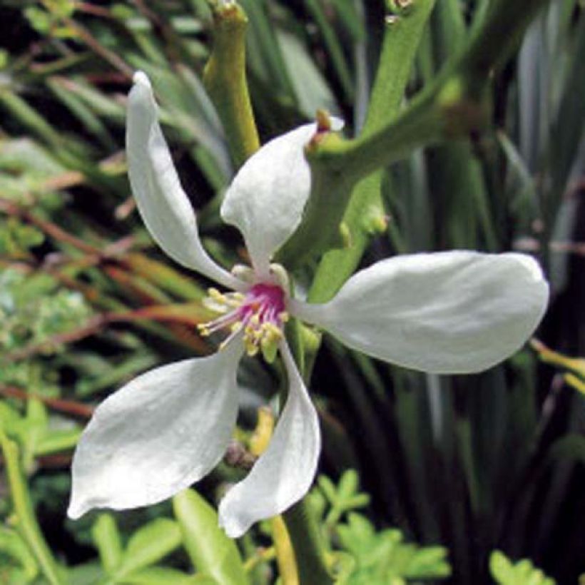 Dreiblättrige Orange - Poncirus trifoliata (Blüte)