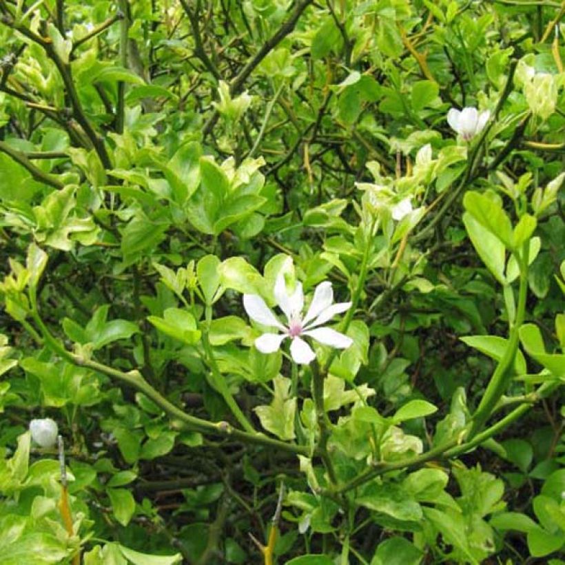 Dreiblättrige Orange - Poncirus trifoliata (Hafen)