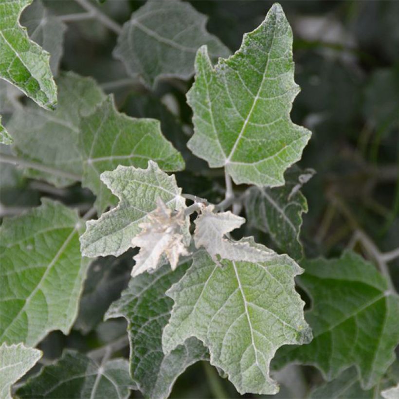 Silber-Pappel Nivea - Populus alba (Laub)