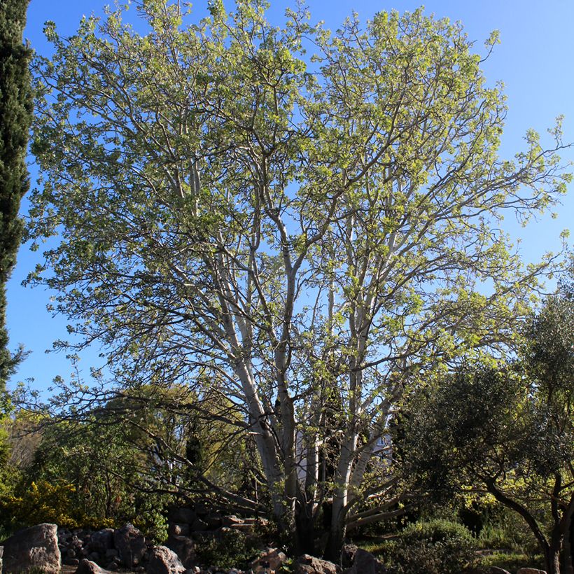 Silber-Pappel - Populus alba (Hafen)