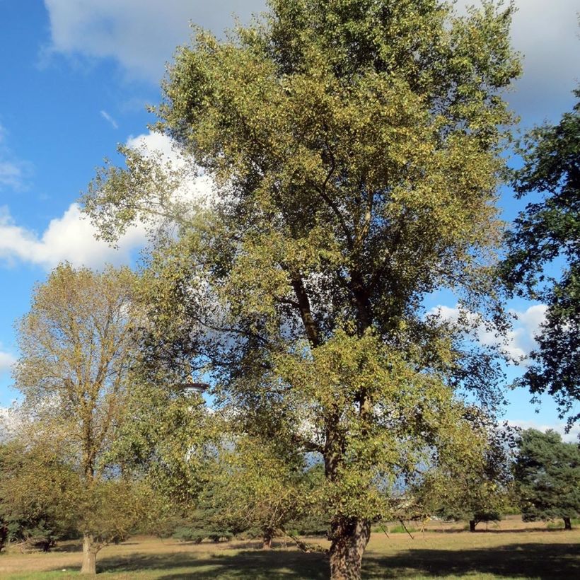 Bastard-Schwarz-Pappel Robusta - Populus euramericana (Hafen)